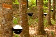 Giá cao su TOCOM ghi nhận đợt giảm dài nhất hơn hai năm qua 